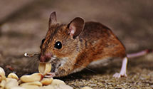 24 Hour & Emergency Exterminators in Mount Lemmon, AZ